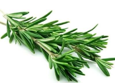 خواص درمانی گیاه رز ماری چه می باشد؟